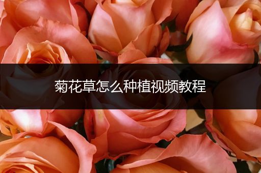 菊花草怎么种植视频教程
