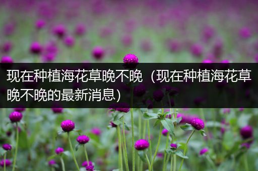 现在种植海花草晚不晚（现在种植海花草晚不晚的最新消息）
