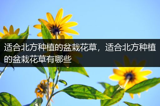 适合北方种植的盆栽花草，适合北方种植的盆栽花草有哪些