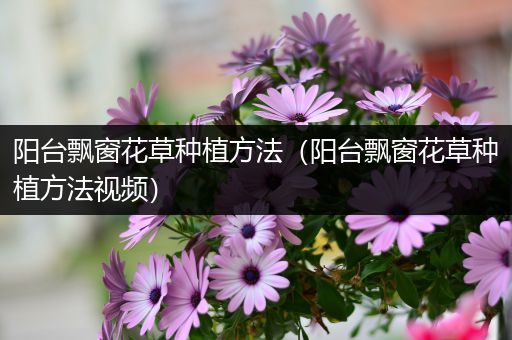 阳台飘窗花草种植方法（阳台飘窗花草种植方法视频）