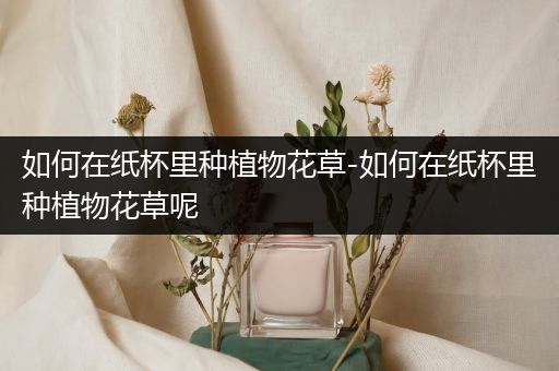 如何在纸杯里种植物花草-如何在纸杯里种植物花草呢