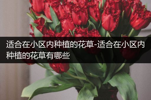 适合在小区内种植的花草-适合在小区内种植的花草有哪些