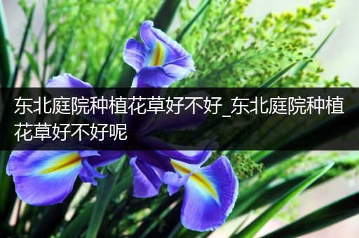 东北庭院种植花草好不好_东北庭院种植花草好不好呢