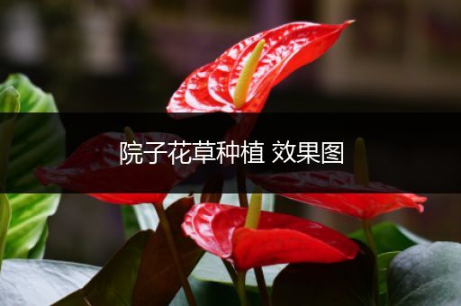 院子花草种植 效果图