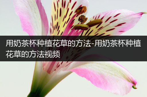 用奶茶杯种植花草的方法-用奶茶杯种植花草的方法视频