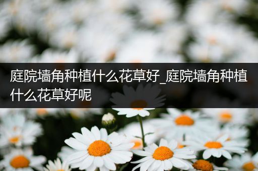 庭院墙角种植什么花草好_庭院墙角种植什么花草好呢
