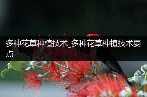 多种花草种植技术_多种花草种植技术要点