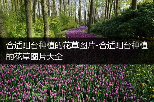 合适阳台种植的花草图片-合适阳台种植的花草图片大全