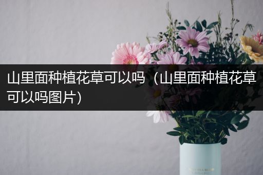 山里面种植花草可以吗（山里面种植花草可以吗图片）
