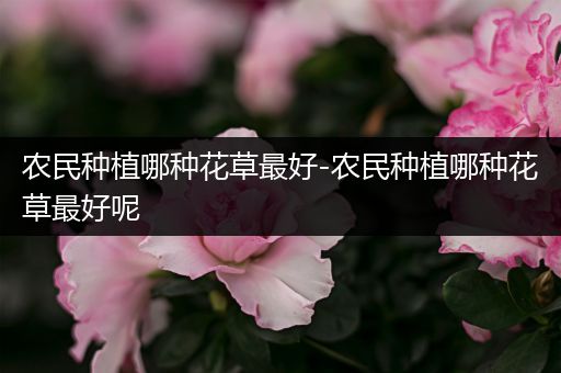 农民种植哪种花草最好-农民种植哪种花草最好呢