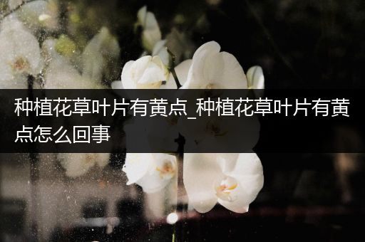 种植花草叶片有黄点_种植花草叶片有黄点怎么回事