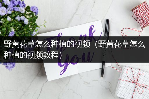 野黄花草怎么种植的视频（野黄花草怎么种植的视频教程）