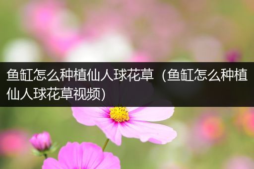 鱼缸怎么种植仙人球花草（鱼缸怎么种植仙人球花草视频）