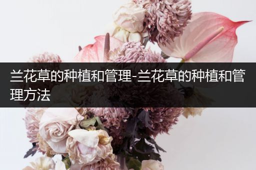 兰花草的种植和管理-兰花草的种植和管理方法