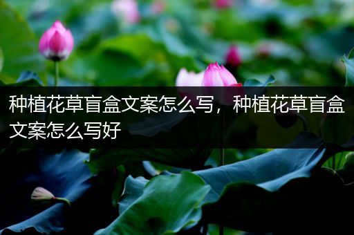 种植花草盲盒文案怎么写，种植花草盲盒文案怎么写好