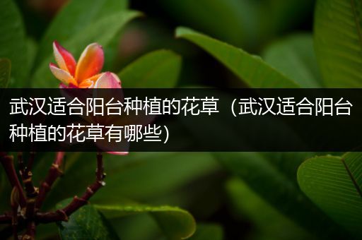 武汉适合阳台种植的花草（武汉适合阳台种植的花草有哪些）