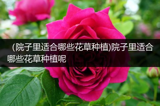 （院子里适合哪些花草种植)院子里适合哪些花草种植呢