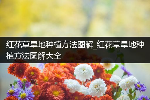 红花草旱地种植方法图解_红花草旱地种植方法图解大全