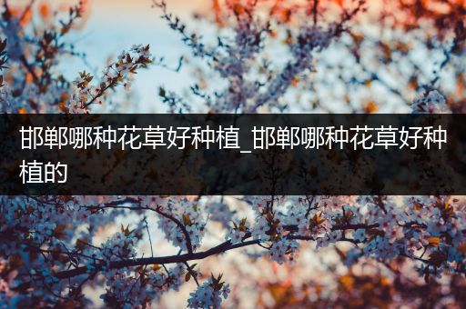 邯郸哪种花草好种植_邯郸哪种花草好种植的