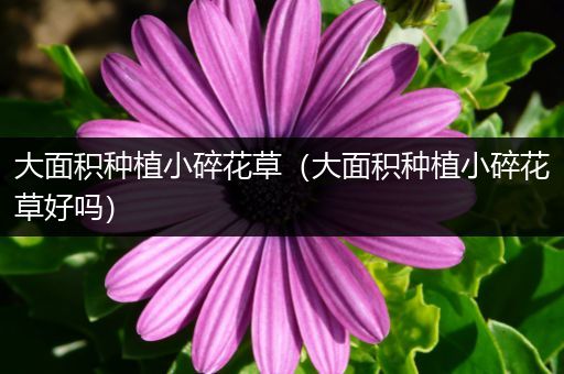 大面积种植小碎花草（大面积种植小碎花草好吗）