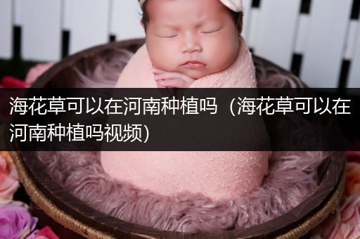 海花草可以在河南种植吗（海花草可以在河南种植吗视频）