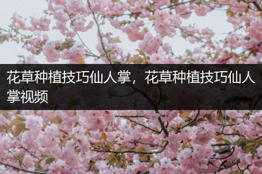 花草种植技巧仙人掌，花草种植技巧仙人掌视频