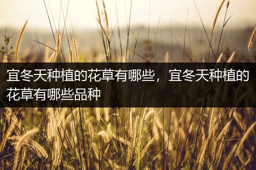 宜冬天种植的花草有哪些，宜冬天种植的花草有哪些品种