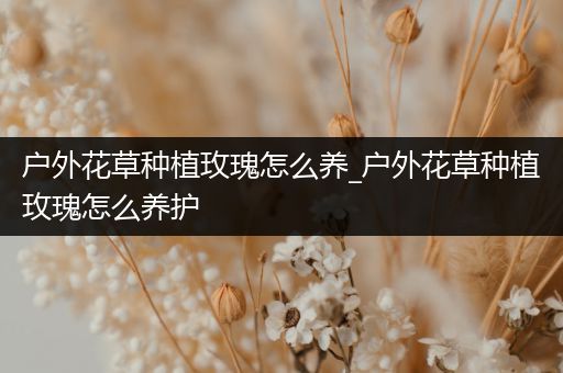 户外花草种植玫瑰怎么养_户外花草种植玫瑰怎么养护