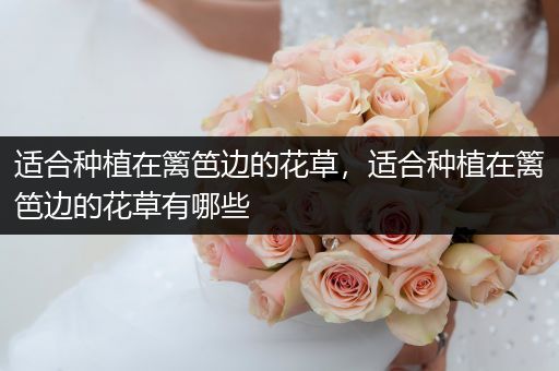 适合种植在篱笆边的花草，适合种植在篱笆边的花草有哪些