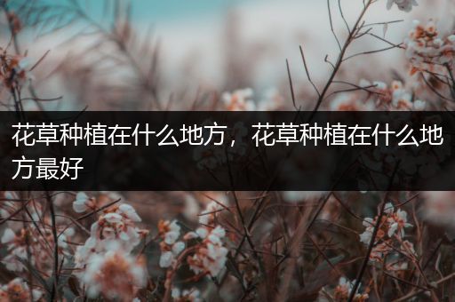 花草种植在什么地方，花草种植在什么地方最好