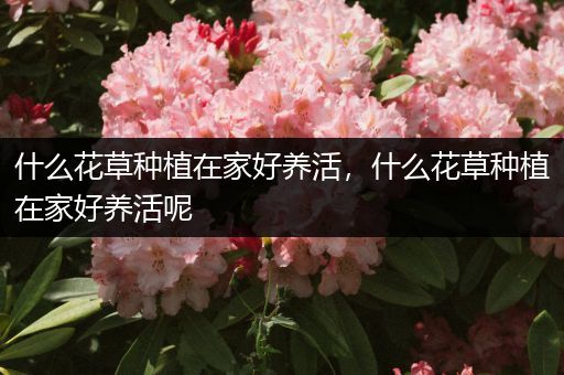 什么花草种植在家好养活，什么花草种植在家好养活呢
