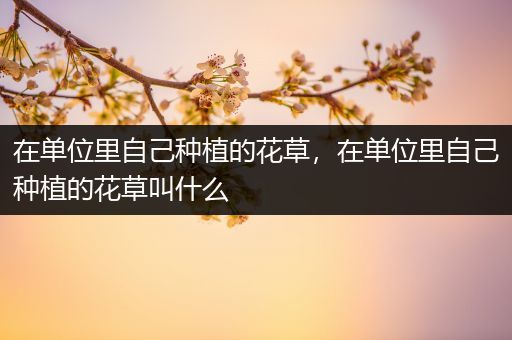 在单位里自己种植的花草，在单位里自己种植的花草叫什么