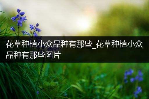 花草种植小众品种有那些_花草种植小众品种有那些图片