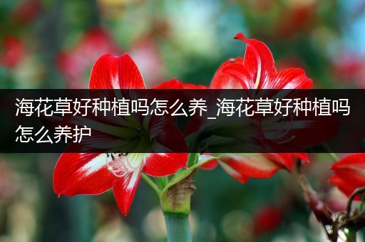海花草好种植吗怎么养_海花草好种植吗怎么养护