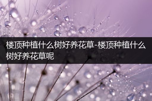 楼顶种植什么树好养花草-楼顶种植什么树好养花草呢