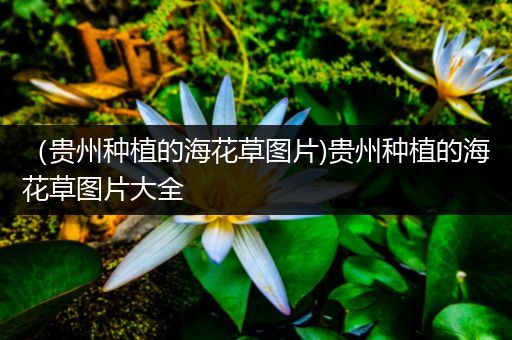 （贵州种植的海花草图片)贵州种植的海花草图片大全