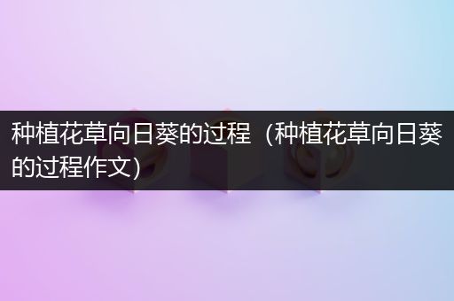 种植花草向日葵的过程（种植花草向日葵的过程作文）