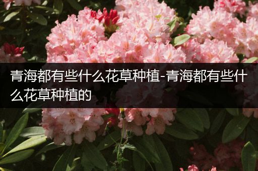 青海都有些什么花草种植-青海都有些什么花草种植的