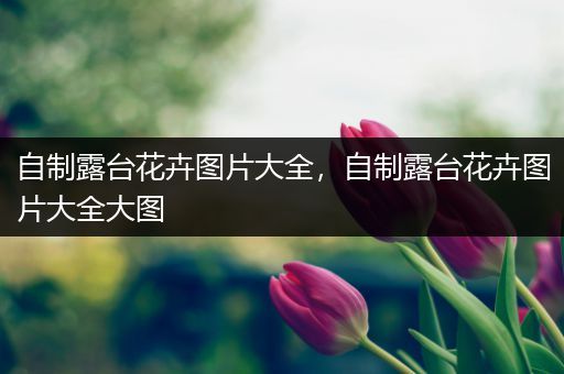 自制露台花卉图片大全，自制露台花卉图片大全大图
