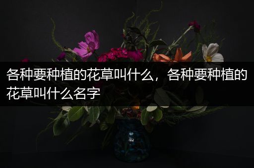 各种要种植的花草叫什么，各种要种植的花草叫什么名字