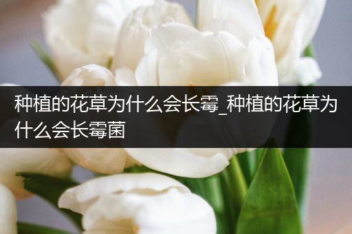 种植的花草为什么会长霉_种植的花草为什么会长霉菌