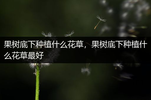果树底下种植什么花草，果树底下种植什么花草最好