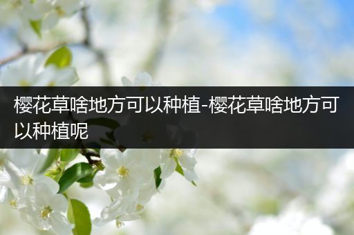 樱花草啥地方可以种植-樱花草啥地方可以种植呢