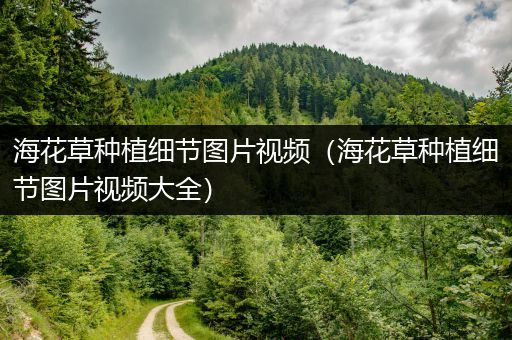 海花草种植细节图片视频（海花草种植细节图片视频大全）