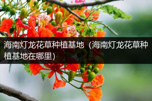 海南灯龙花草种植基地（海南灯龙花草种植基地在哪里）
