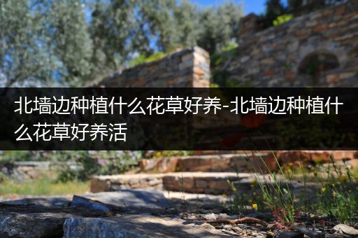 北墙边种植什么花草好养-北墙边种植什么花草好养活