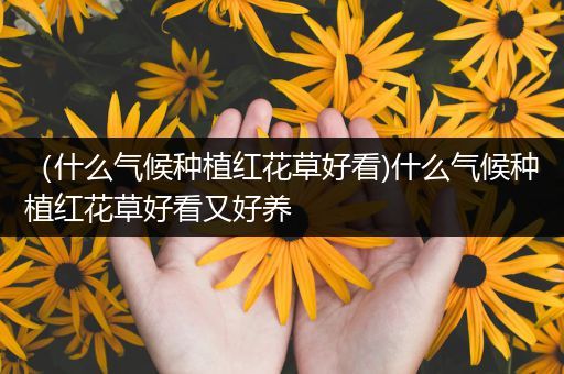 （什么气候种植红花草好看)什么气候种植红花草好看又好养