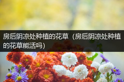 房后阴凉处种植的花草（房后阴凉处种植的花草能活吗）