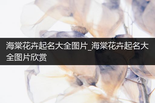 海棠花卉起名大全图片_海棠花卉起名大全图片欣赏