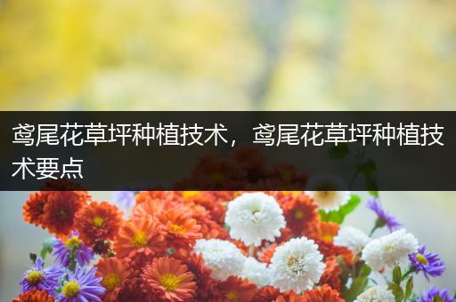 鸢尾花草坪种植技术，鸢尾花草坪种植技术要点